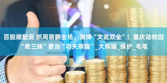 百股顺配资 抓周萌翻全场，演绎“文武双全”！重庆动物园“奇三妹”要当“功夫熊猫”_大熊猫_保护_毛笔